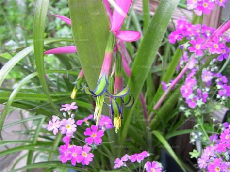 垂花水塔花|垂花水塔花 Billbergia nutans